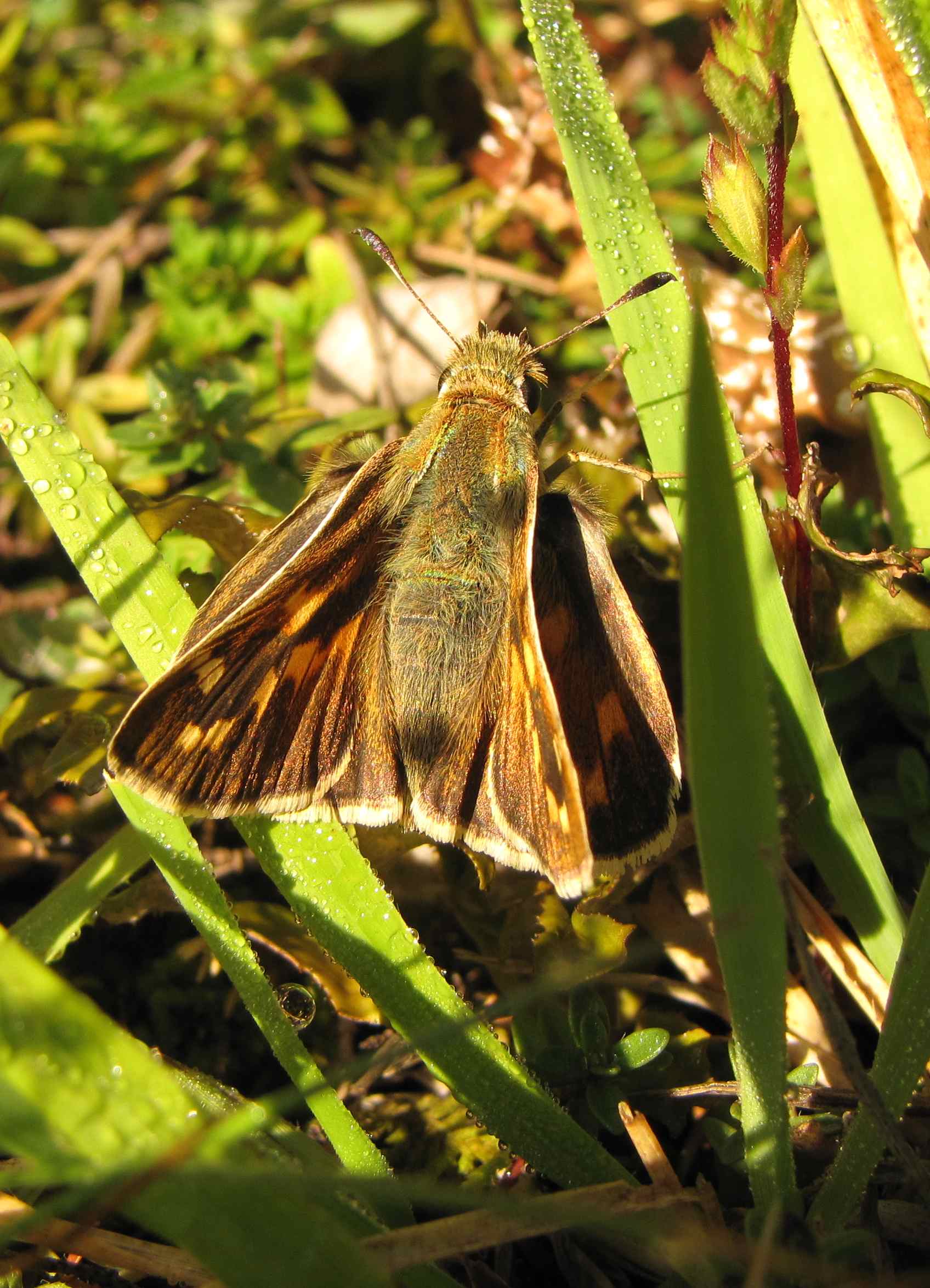 hesperia comma?